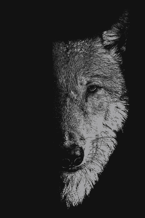 Cover image for book In the company of wolves