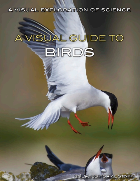 Cover image for book A Visual Guide to Birds
