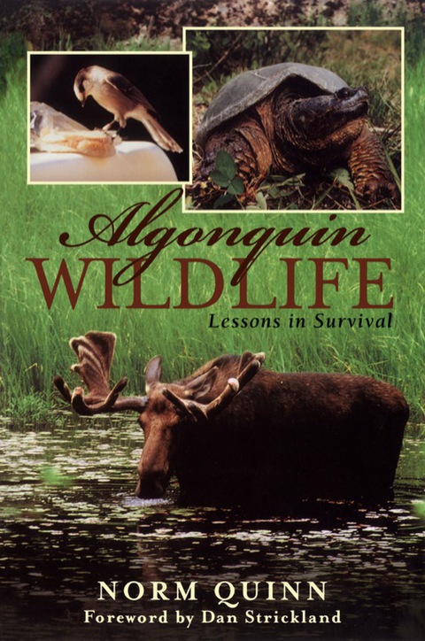 Cover image for book Algonquin Wildlife
