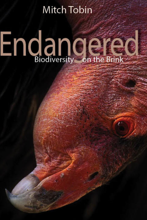Cover image for book Endangered