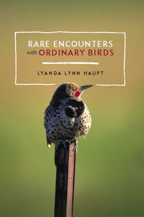 Cover image for book Rare Encounters with Ordinary Birds