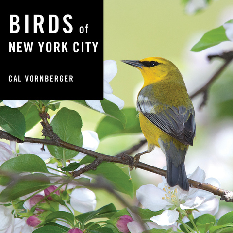 Cover image for book Birds of New York City