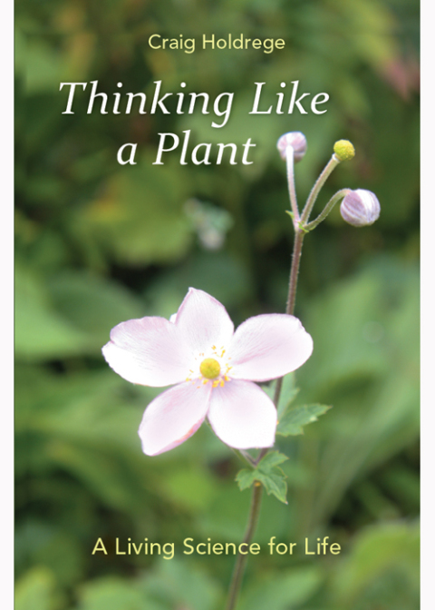 Cover image for book Thinking Like a Plant