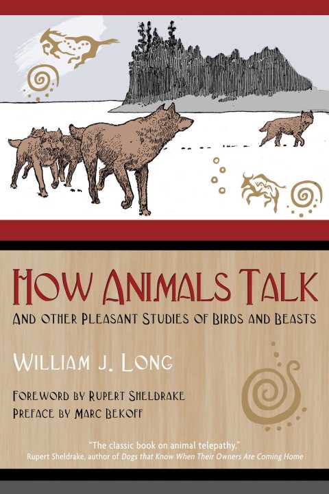 Cover image for book How Animals Talk