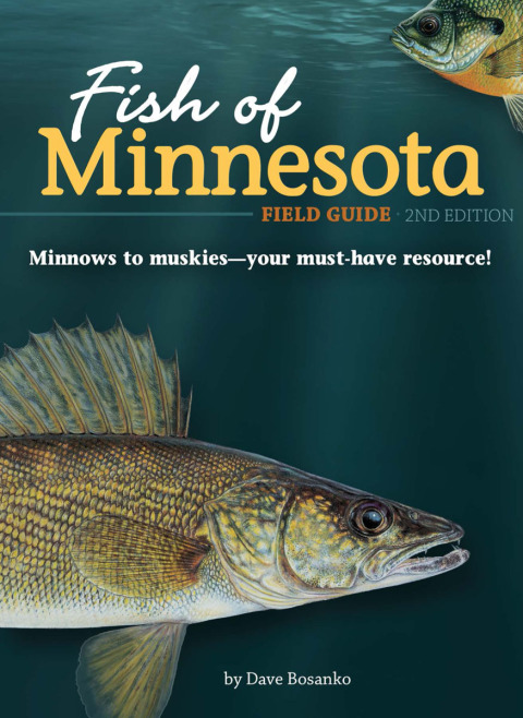 Cover image for book Fish of Minnesota Field Guide