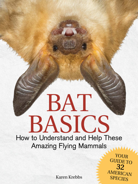 Cover image for book Bat Basics