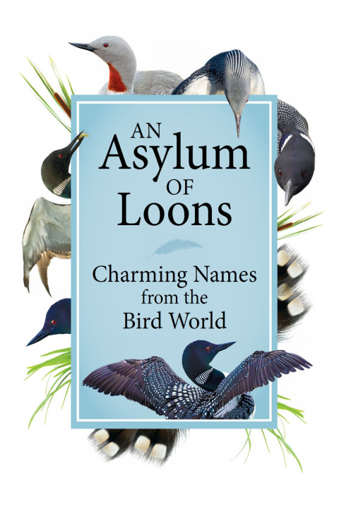 Cover image for book An Asylum of Loons