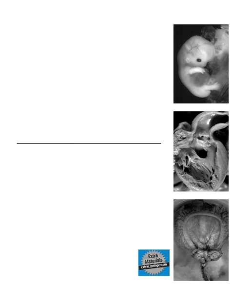 Cover image for book Handbook of Pediatric Autopsy Pathology
