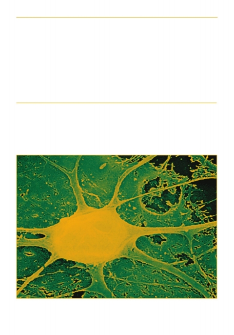 Cover image for book Neural Development and Stem Cells