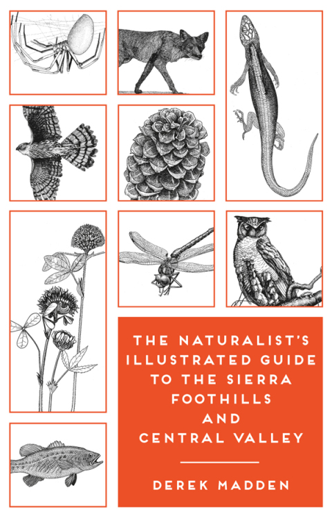 Cover image for book The Naturalist's Illustrated Guide to the Sierra Foothills and Central Valley