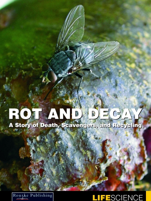 Cover image for book Rot and Decay