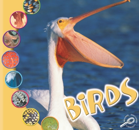 Cover image for book Birds