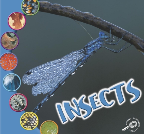Cover image for book Insectos