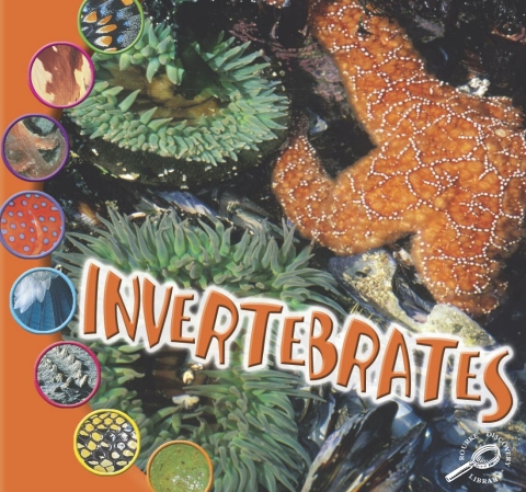 Cover image for book Invertebrates