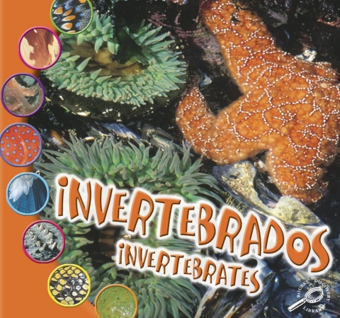 Cover image for book Invertebrados