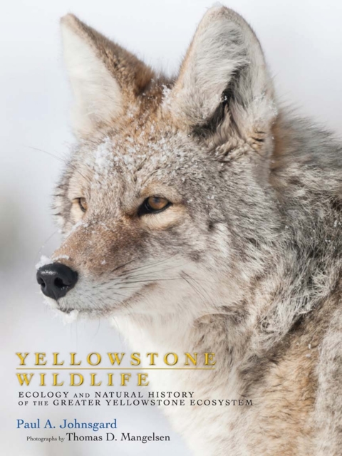 Cover image for book Yellowstone Wildlife