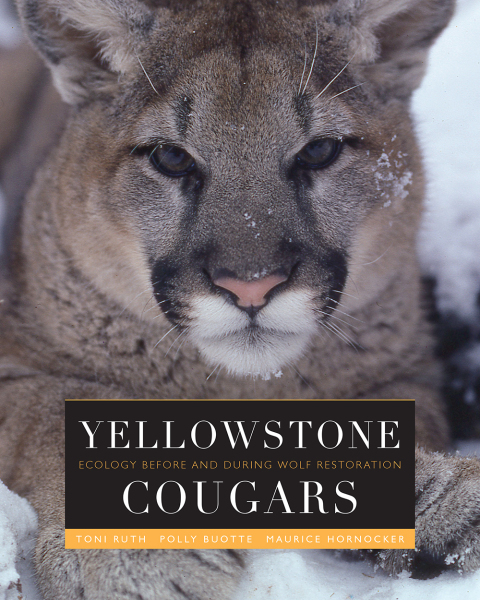 Cover image for book Yellowstone Cougars