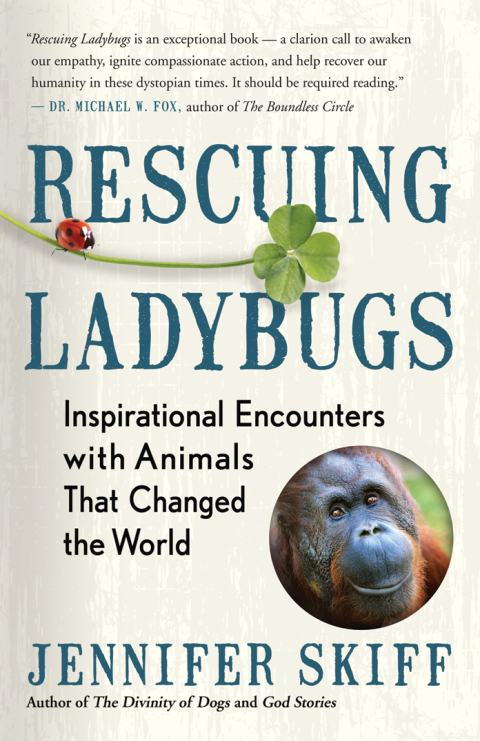Cover image for book Rescuing Ladybugs