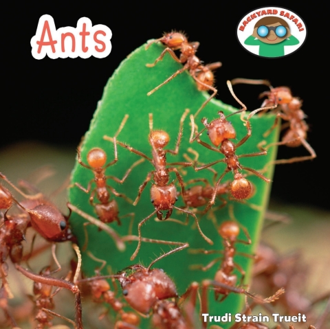Cover image for book Ants