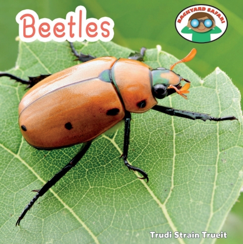 Cover image for book Beetles