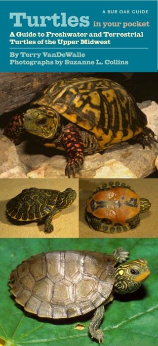 Turtles in Your Pocket