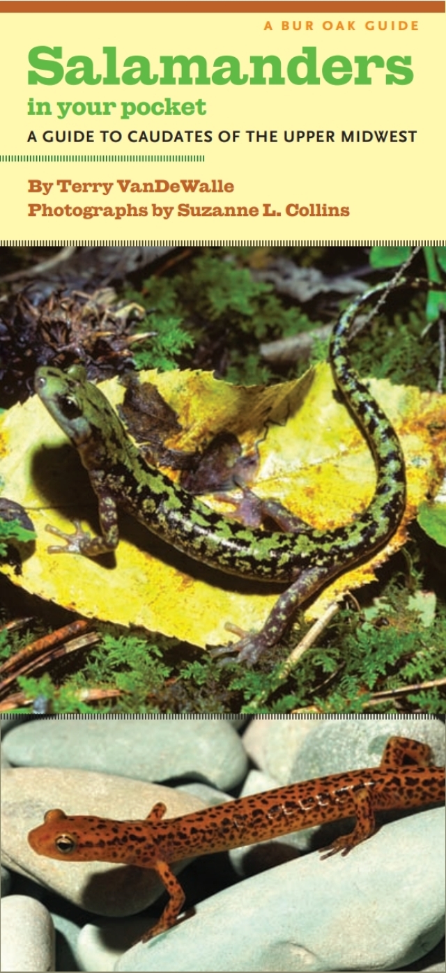 Salamanders in Your Pocket