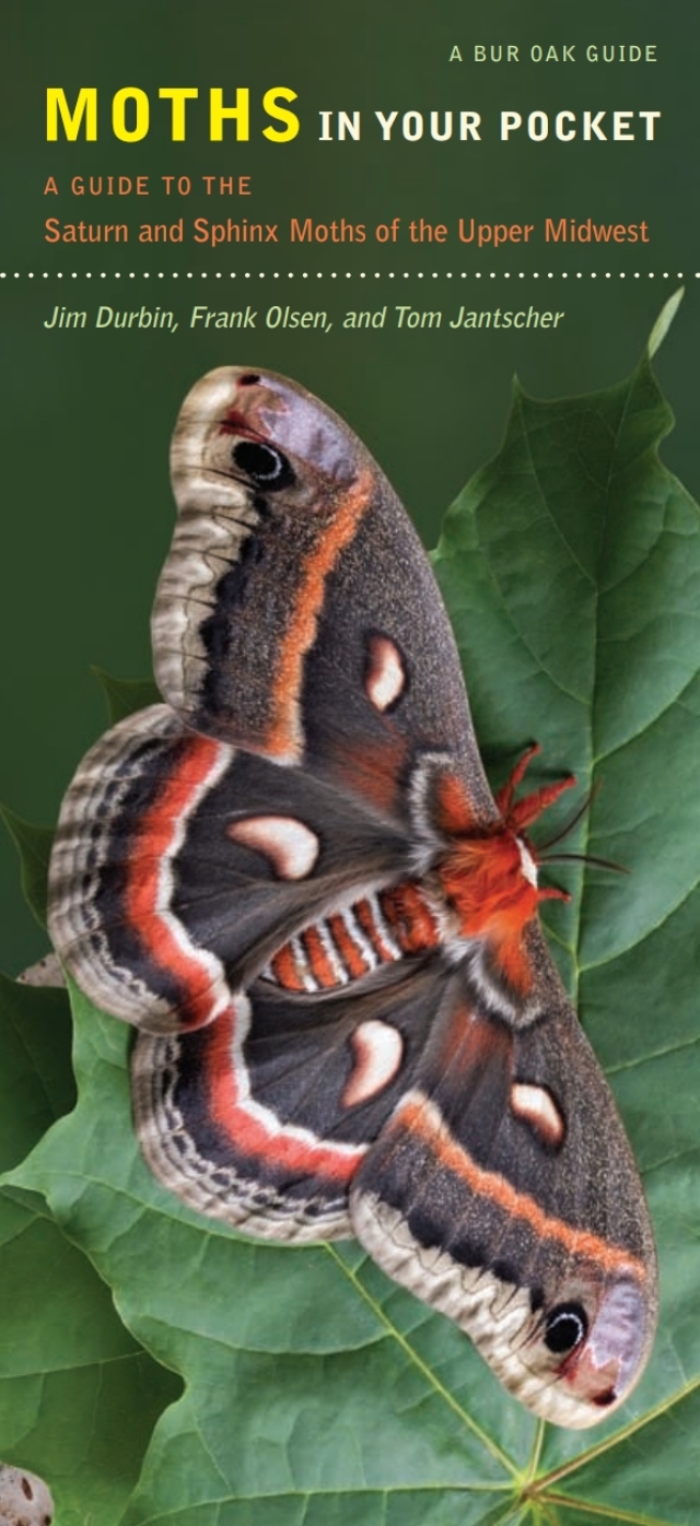 Moths in Your Pocket