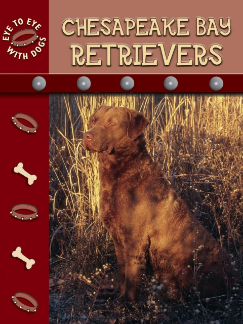 Cover image for book Chesapeake Retrievers