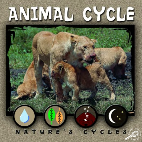 Cover image for book Animal Cycle