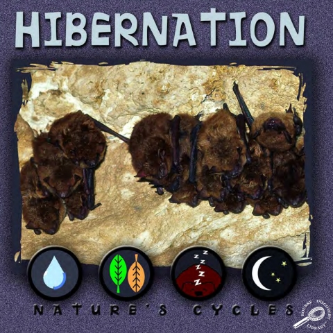 Cover image for book Hibernation