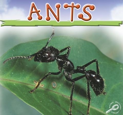 Cover image for book Ants