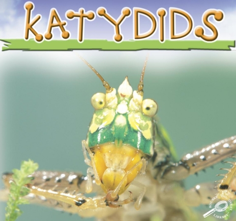 Cover image for book Katydids