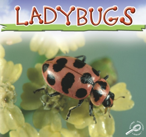 Cover image for book Ladybugs
