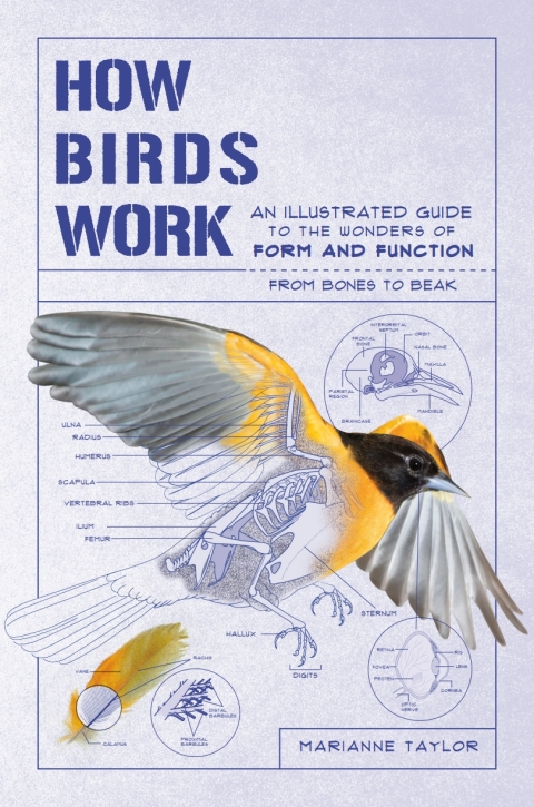 Cover image for book How Birds Work