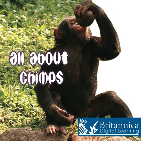 Cover image for book All About Chimps