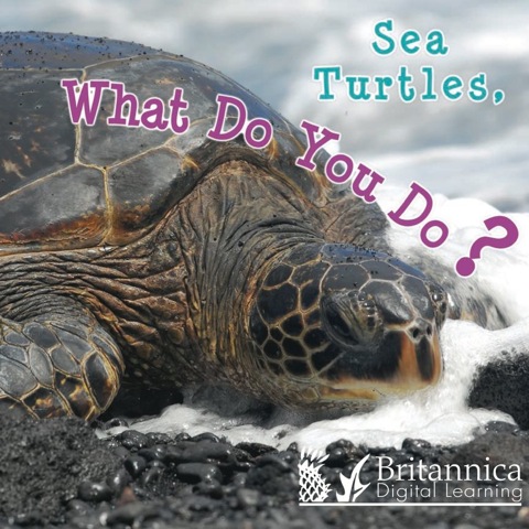 Cover image for book Sea Turtles, What Do You Do?
