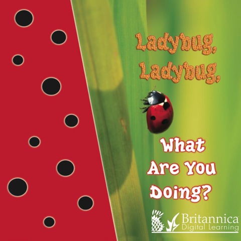 Cover image for book Ladybug, Ladybug, What Are You Doing?