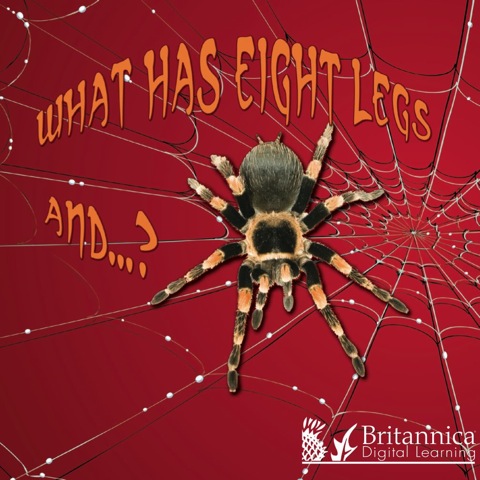 Cover image for book What Has Eight Legs and… ?