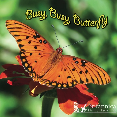 Cover image for book Busy, Busy, Butterfly