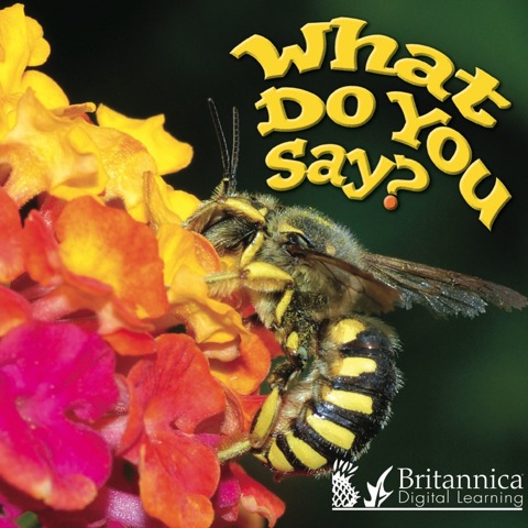 Cover image for book What Do You Say?