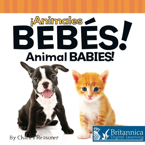 Cover image for book Animales bebés (Animal Babies)