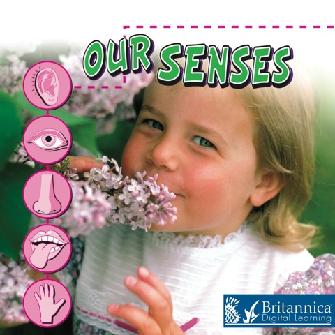 Cover image for book Our Senses
