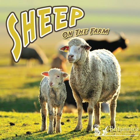 Cover image for book Sheep on the Farm