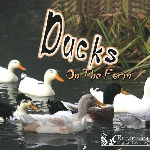 Cover image for book Ducks on the Farm