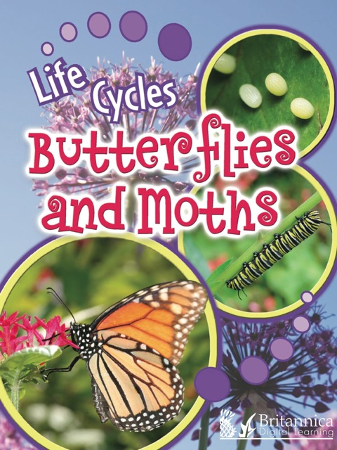 Cover image for book Butterflies and Moths