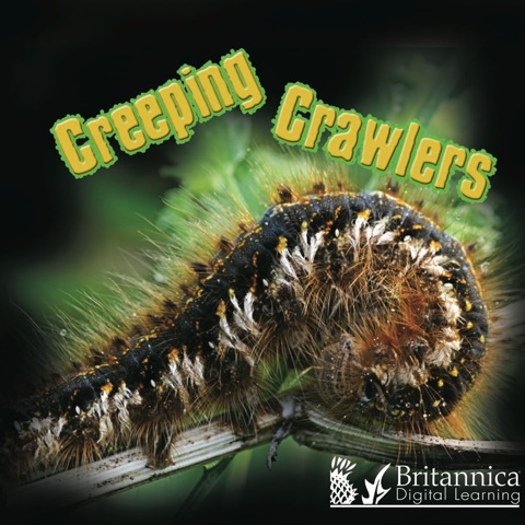 Cover image for book Creeping Crawlers