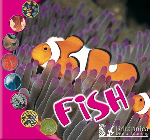Cover image for book Fish