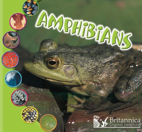 Cover image for book Amphibians