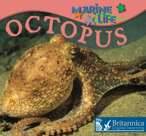 Cover image for book Octopus