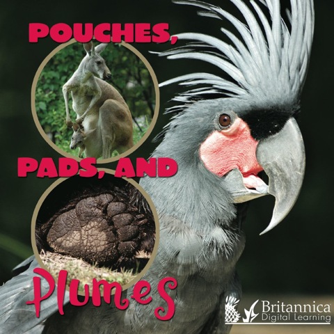 Cover image for book Pouches, Pads, and Plumes
